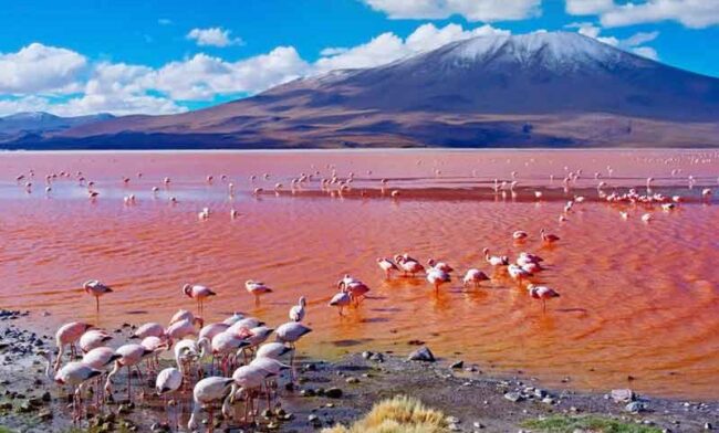 red lagoon and Flemish