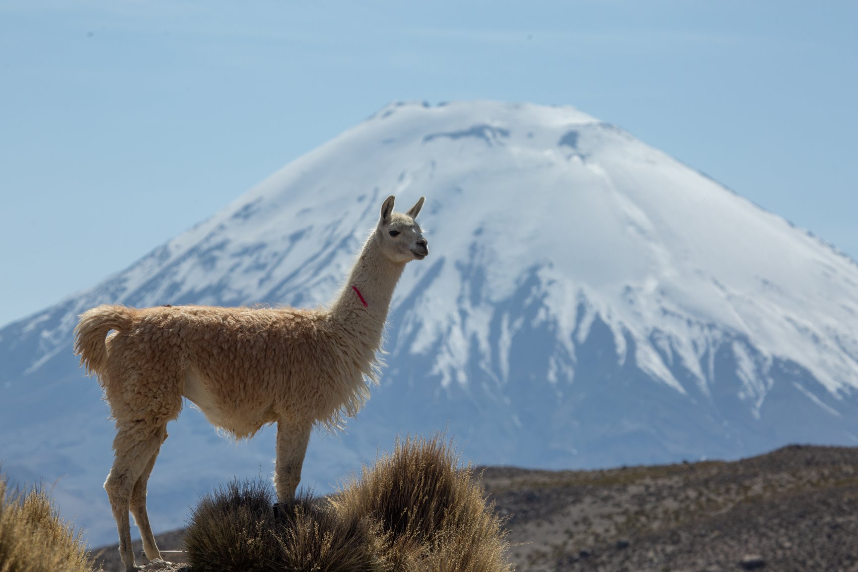 una llama con un volcan de fondo